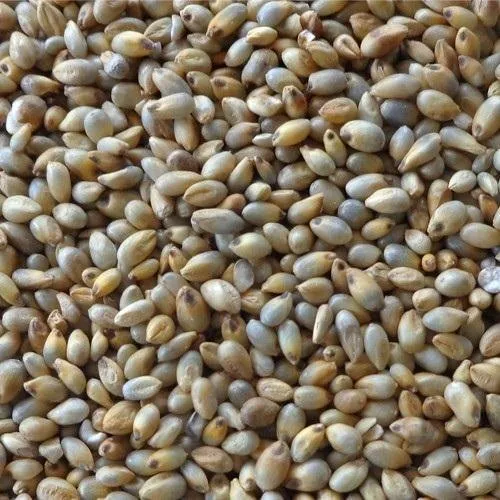 Pearl Millet (Bajra)